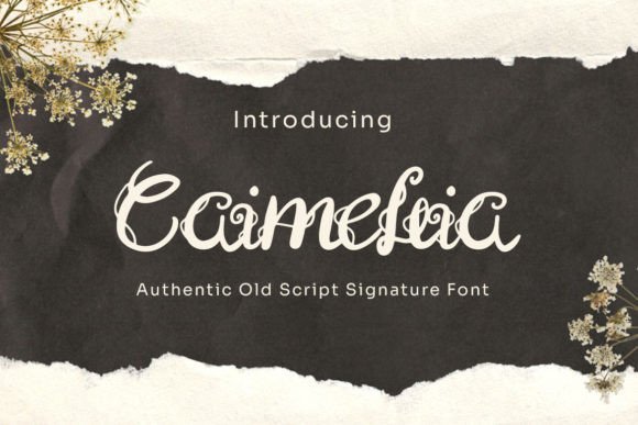 Caimellia: A Font with Grace and Elegance